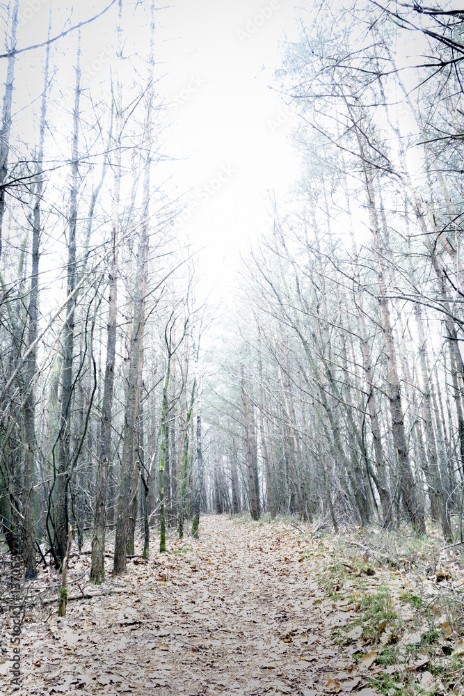 Overexposed bare pine forest giving mysterious landscape Overexposed bare pine forest giving mysterious landscape