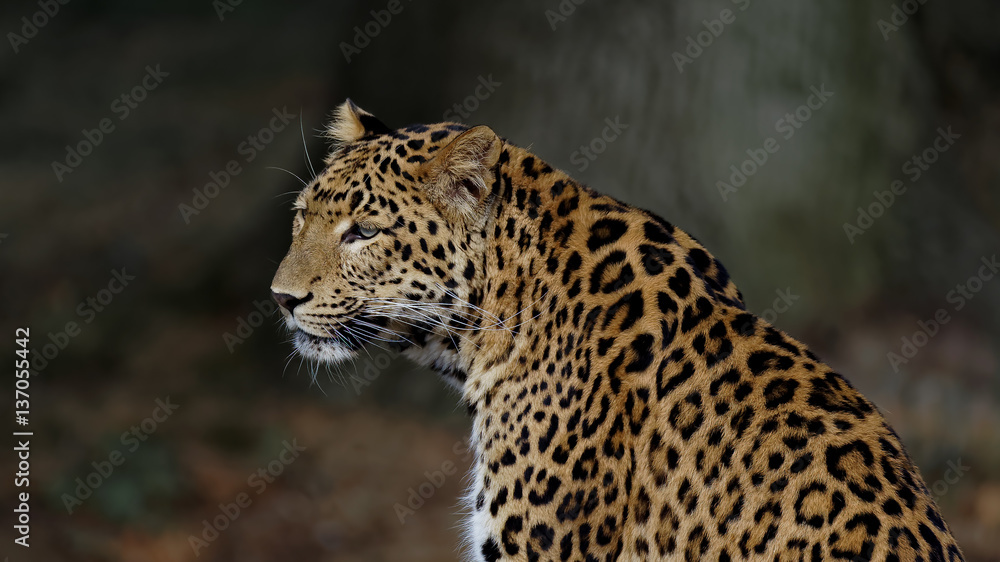 Obraz premium Un léopard en sous bois et en gros plan