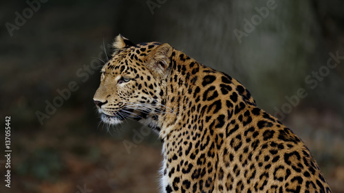 Un léopard en sous bois  et en gros plan