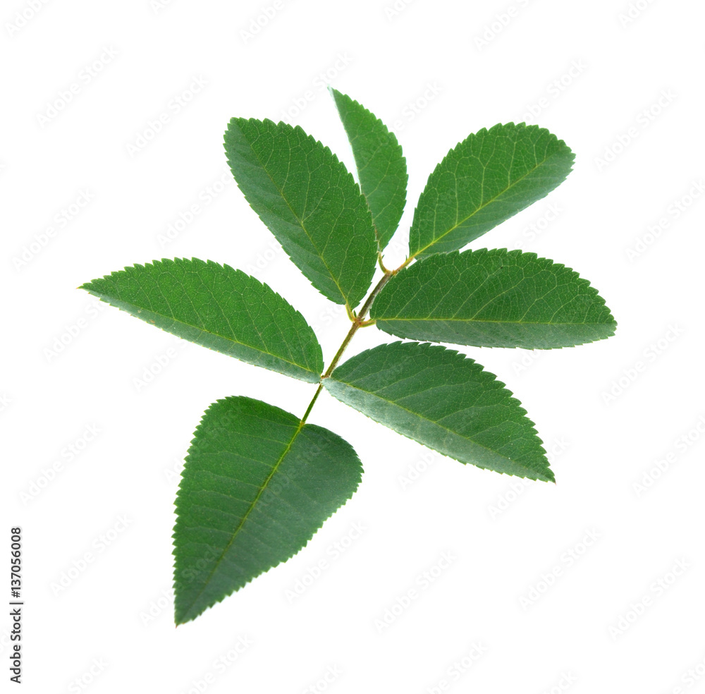 Fototapeta premium Fresh rose leaves isolate on white background