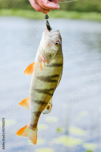 Perch fish catch on the hook. Bass river fish and natural background. Fishing activity.