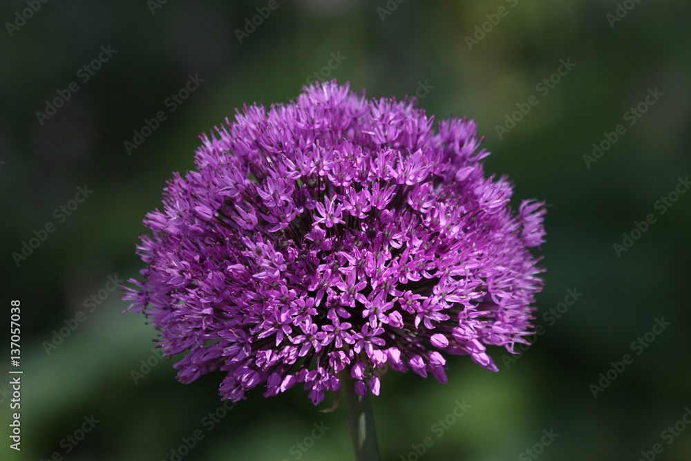 Allium Blüte Allium Blüte
