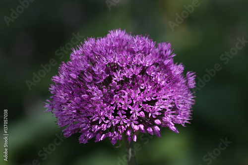 Allium Bl  te