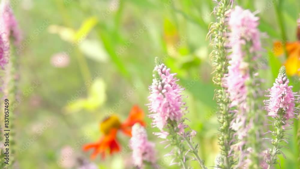 Bumblebee flying to flower collecting nectar. Nature slow motion film clip of pollination. Bumblebee flying to flower collecting nectar. Nature slow motion film clip of pollination.
