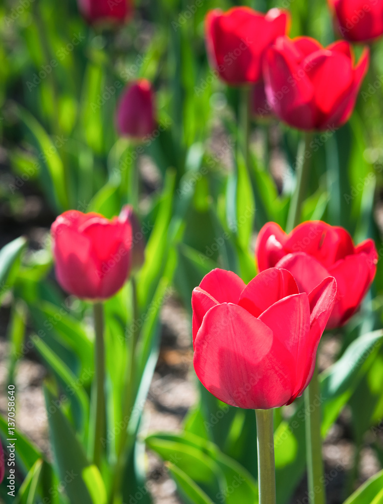 Fototapeta premium piękne tulipany w okresie wiosennym