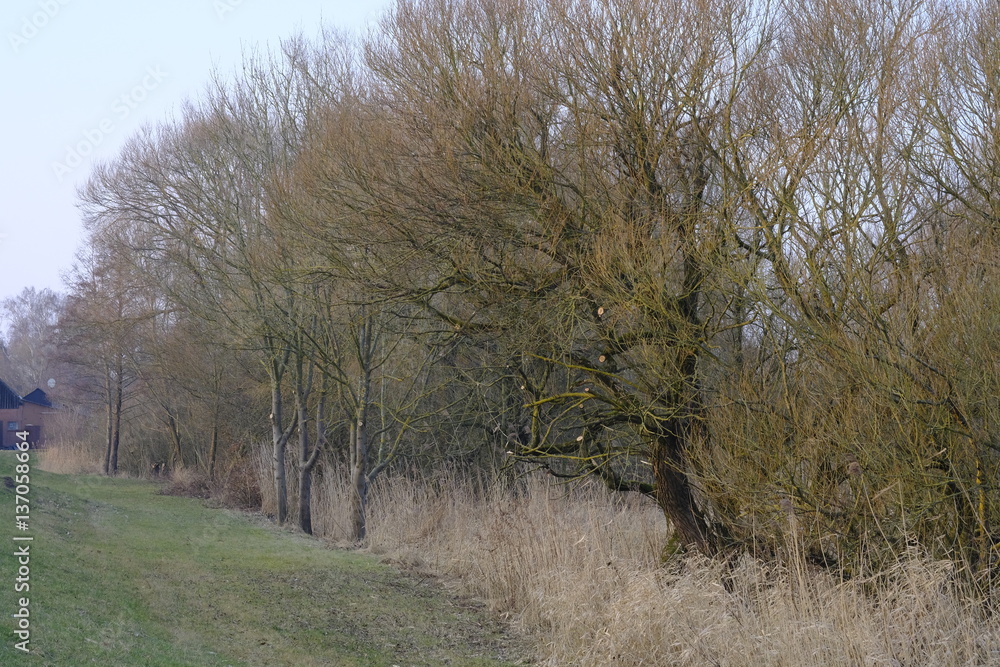 Fototapeta premium An der Wümme im Winter