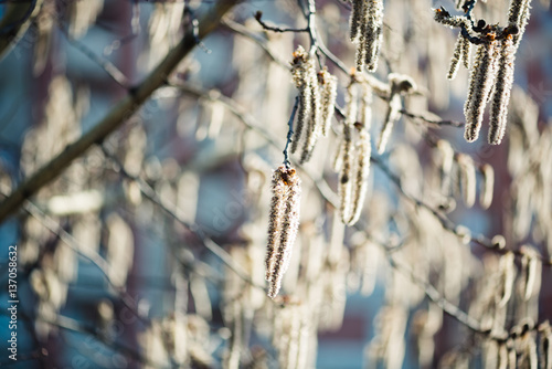 Catkins on an Alder Tree in Spring, a close up