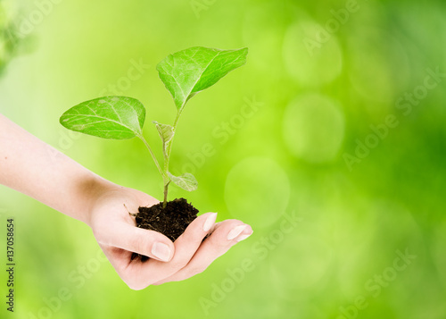 plant in hands with abstract blurred foliage