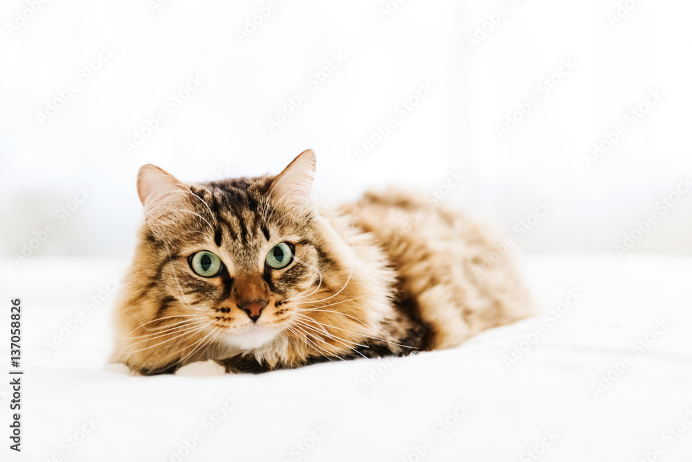 Grey cat lying on bed