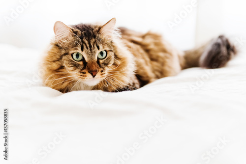 Grey cat lying on bed