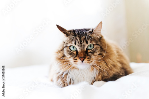 Grey cat lying on bed