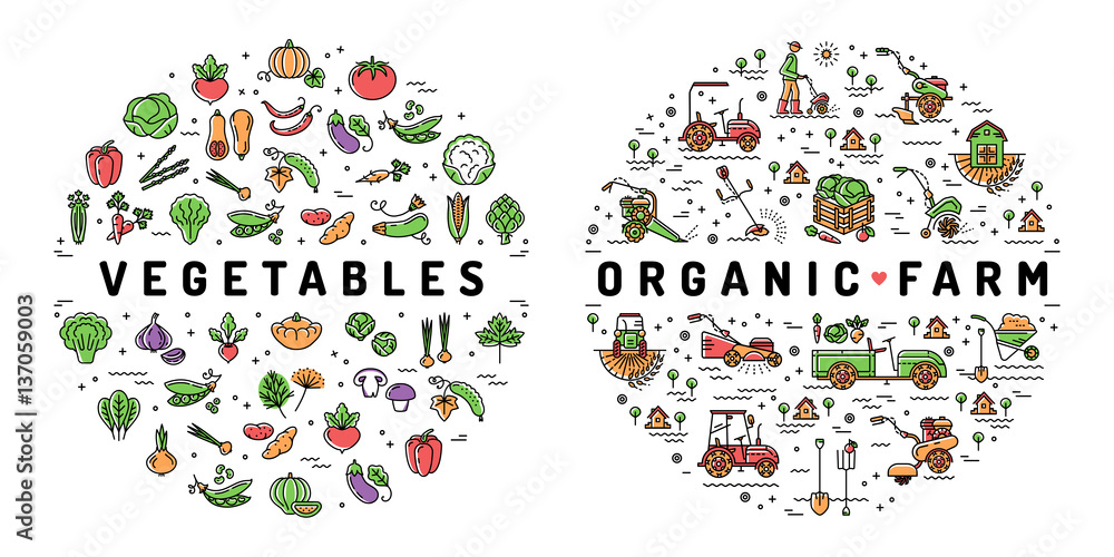 Fototapeta Rolnictwo rolnictwo i warzywa płaski infografiki. Kolorowe ikony farmy cienka linia, symbole żywności ekologicznej. Ilustracji wektorowych