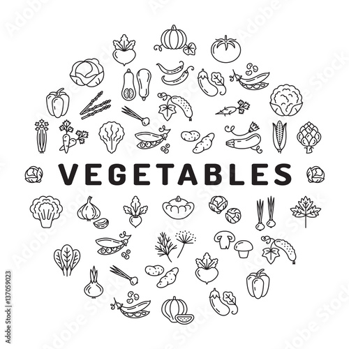 Vegetable icon circle infographics  veggies. Mega collection of isolated vegetables symbols. Thin line icons - tomato salad carrot broccoli cabbage peppers spinach zucchini herbs and etc. Vector