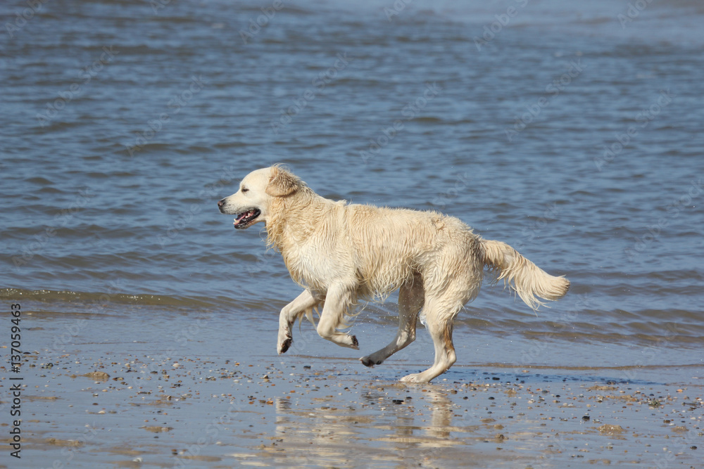 Hund am Meer