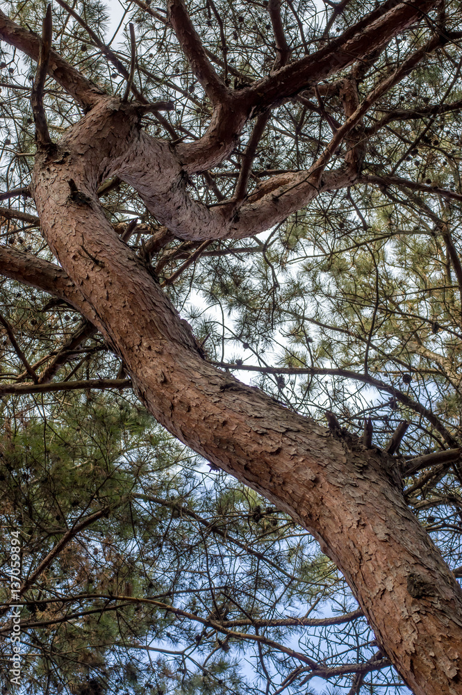 Obraz premium pine tree