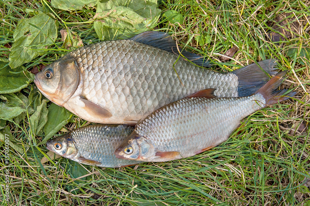 Pile of the common bream fish, crucian fish, roach fish, bleak f Pile of the common bream fish, crucian fish, roach fish, bleak f