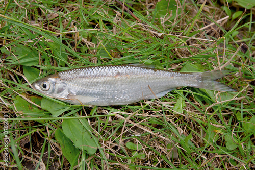 Bleak fish on the natural background.