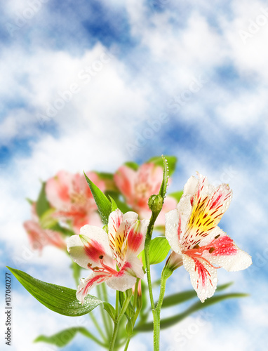 isolated image of beautiful flowers on green background.