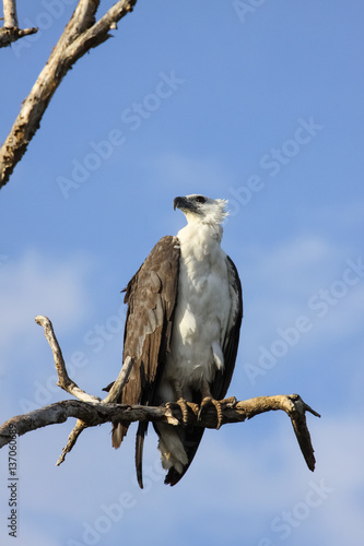 Close up of an White bellied sea eagle Y ellow Water  Kakadu National Park  Australia