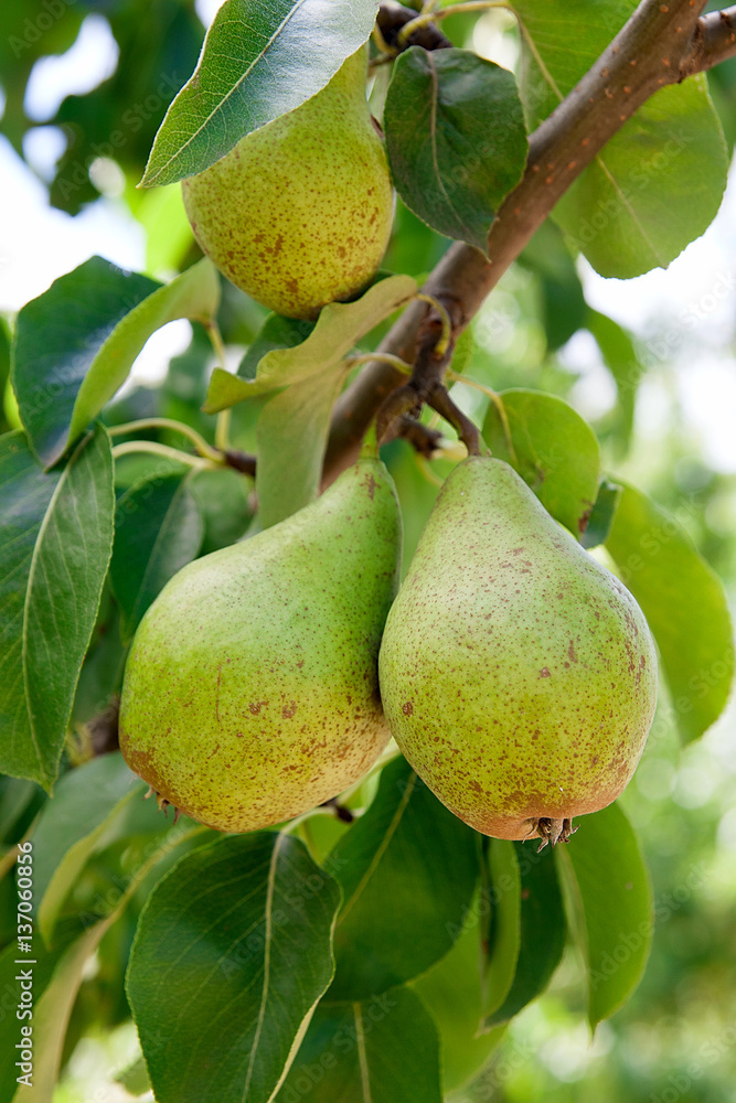Shiny delicious pears hanging from a tree branch in the orchard. Shiny delicious pears hanging from a tree branch in the orchard.