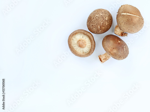 Shiitake mushroom on white background