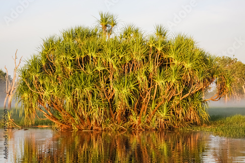 Morning mood with Pandanus palms reflecting in the glassy billabong, Yellow Water, Kakadu National Park, Australia