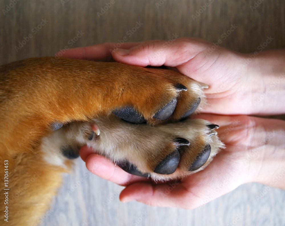 Obraz premium Dog paws and human hand close up, top view. Conceptual image of friendship, trust, love, the help between the person and a dog