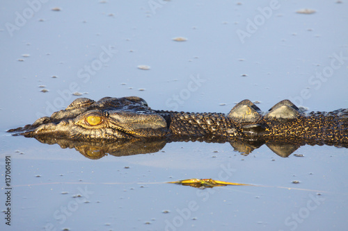 Saltwater crocodile floating on the river surface  Yellow Water  Kakadu National Park  Australia