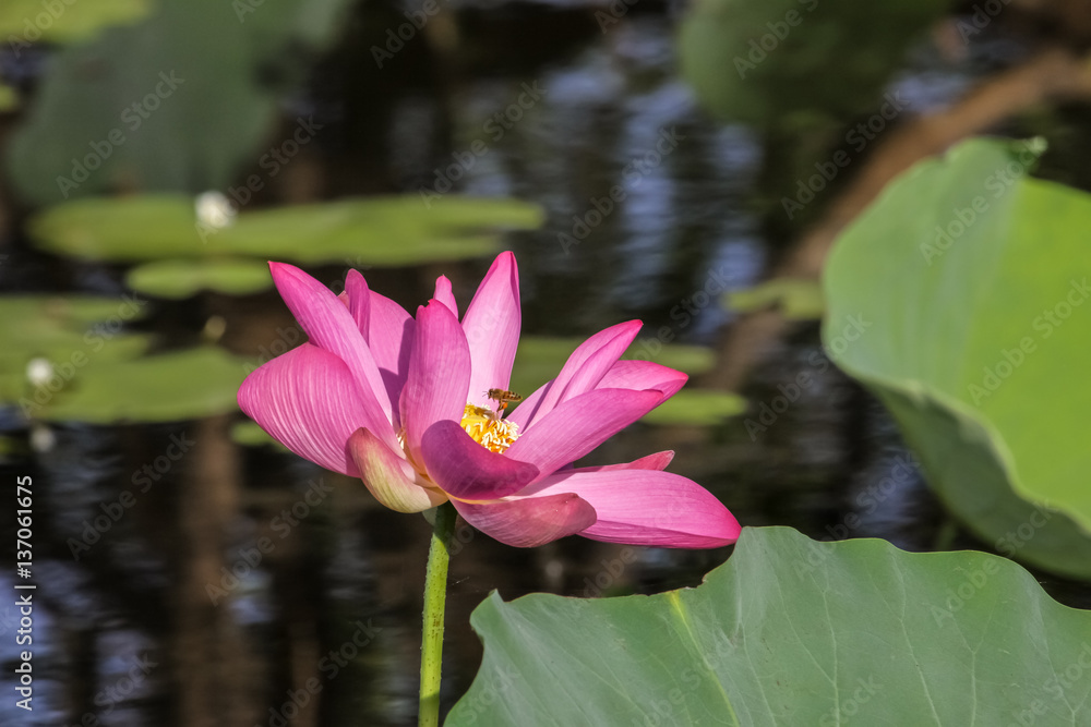 Close up of a Lotus flower with an insect inside with shadow, Yellow Water, Kakadu National Park, Australia Close up of a Lotus flower with an insect inside with shadow, Yellow Water, Kakadu National Park, Australia