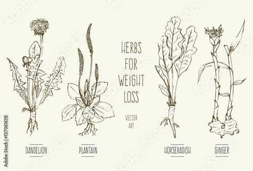 Hand-drawn vector illustration of herbs for weight loss: dandelion, horseradish, ginger, plantain.