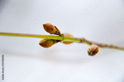 Dogwood tree bud at winter photo