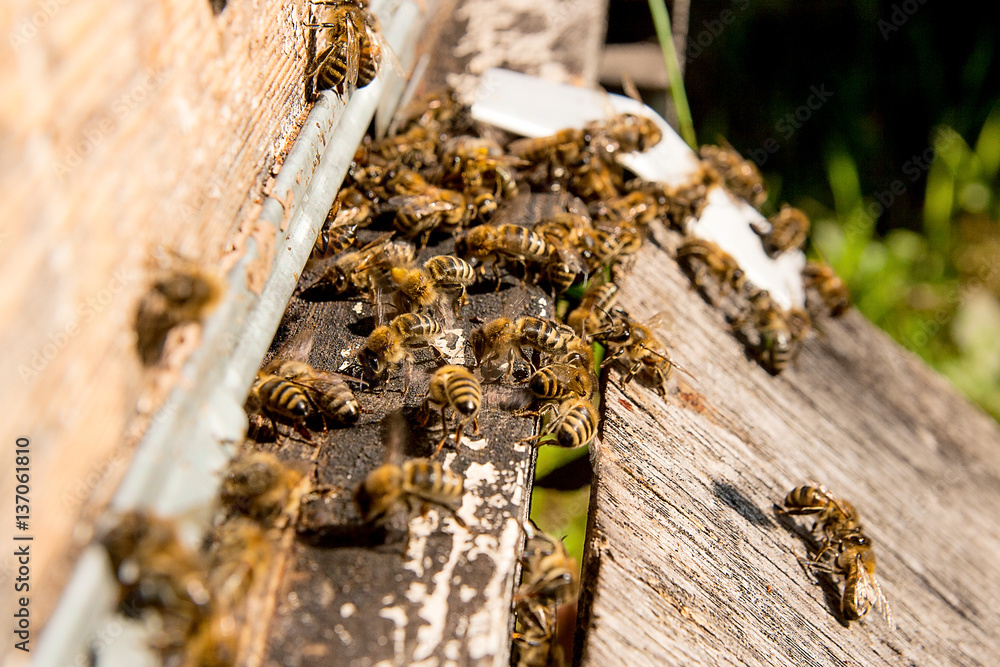 Plenty of bees at the entrance of beehive in apiary. Plenty of bees at the entrance of beehive in apiary.