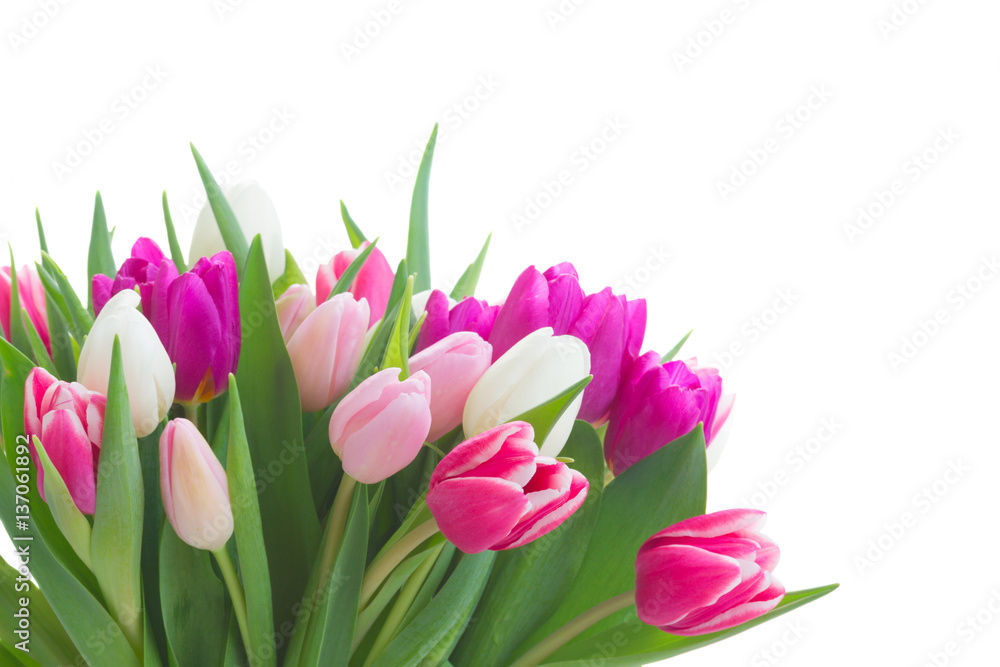 bunch of fresh purple, pink and white tulip flowers close up isolated on white background bunch of fresh purple, pink and white tulip flowers close up isolated on white background