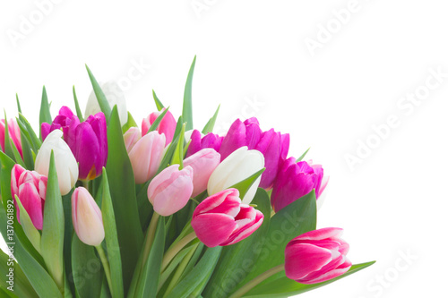 bunch of fresh purple, pink and white tulip flowers close up isolated on white background
