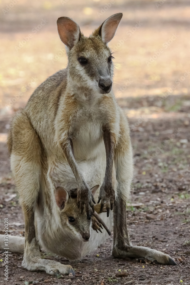 Agile wallaby mother with baby in its pouch, Northern Territory, Australia Agile wallaby mother with baby in its pouch, Northern Territory, Australia