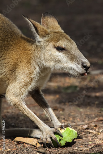 Close up of an Agile wallaby feeding on fruit  Northern Territory  Australia