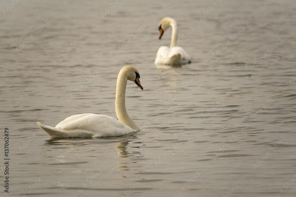 Two white swans swimming in lake. Beautiful nature scene with wildlife. Two white swans swimming in lake. Beautiful nature scene with wildlife.