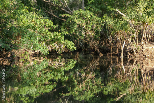 Tropical vegetation reflecting in the water  Mataranka  Northern Territory  Australia