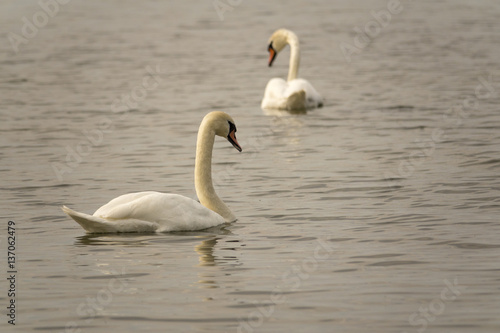 Two white swans swimming in lake. Beautiful nature scene with wildlife.