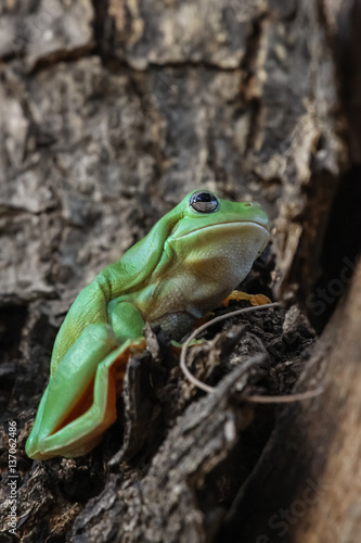 Close up of a Green tree frog sitting in a tree, Karumba, Queensland, Australia