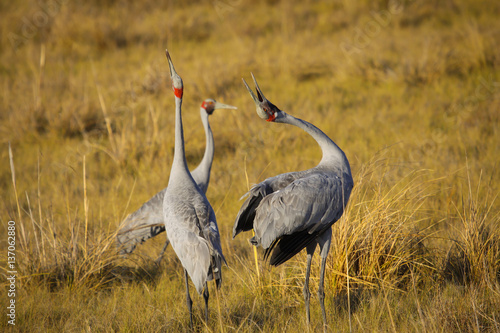 Courtship behavior of Brolgas in Karumba, Queensland, Australia