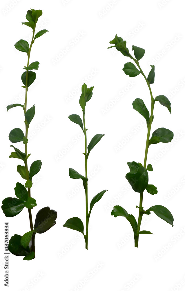Carmona retusa (Vahl) Masam on white background Carmona retusa (Vahl) Masam on white background