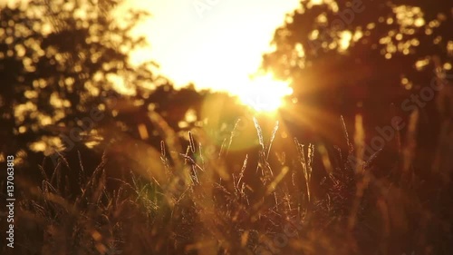 Summer grass at sunset in peaceful meadow