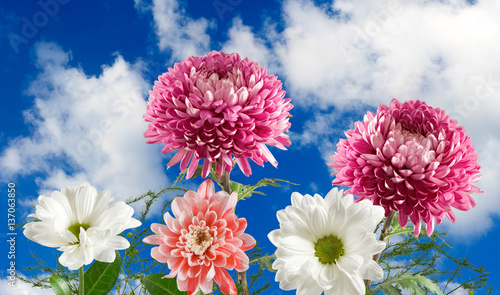 image of many beautiful flowers on sky background