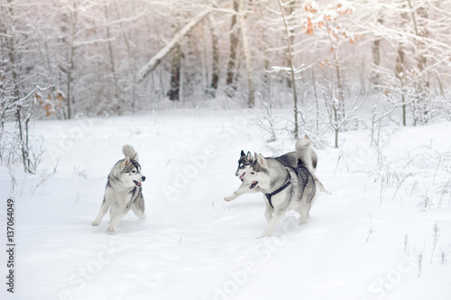 Huskies in snow wood.