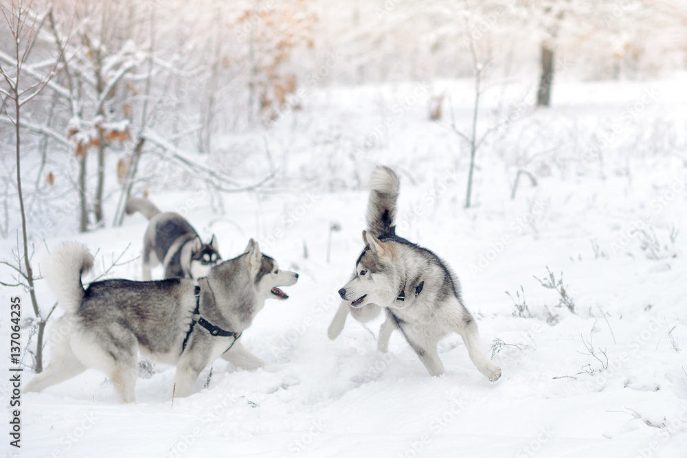 Naklejka premium Huskies in snow wood.