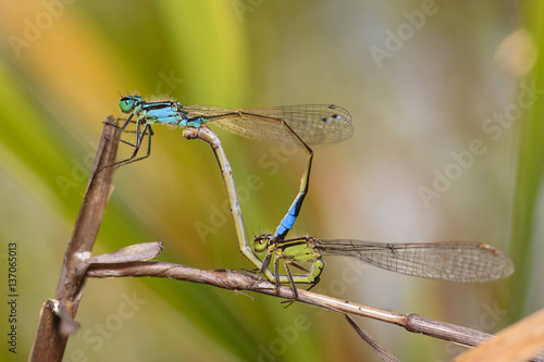 dragonfly, coupling