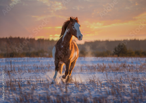 Fototapeta Naklejka Na Ścianę i Meble -  Red piebald horse runs on snow on sunset background