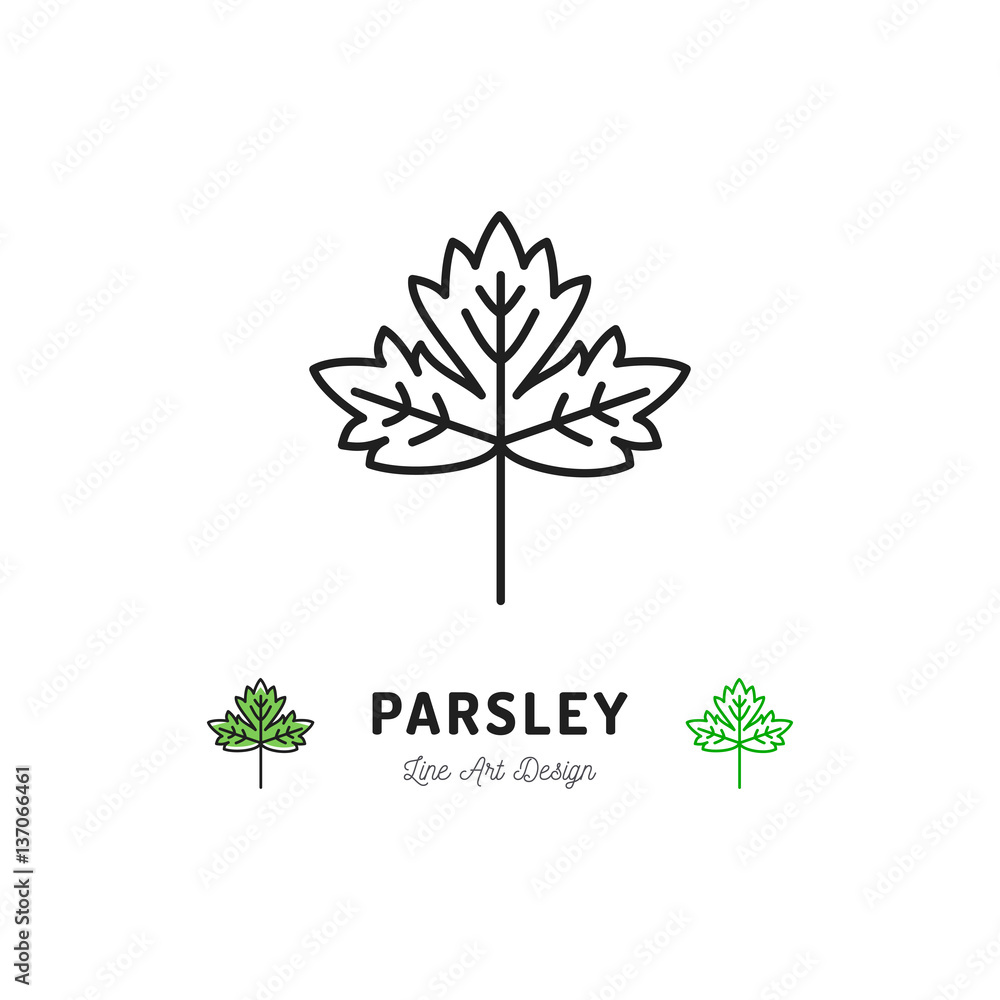 Vetor de Parsley leaf icon Vegetables logo Spice. Thin line art design