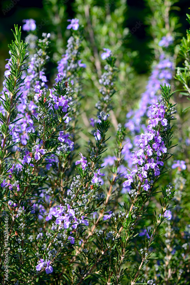 Fototapeta premium blossoming Rosemary (Rosmarinus officinalis)